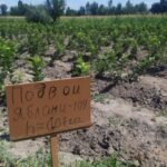 Семеноводческие и питомниководческие хозяйства смогут получить льготные кредиты от государства. Условия