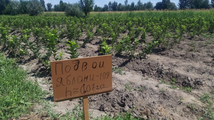Семеноводческие и питомниководческие хозяйства смогут получить льготные кредиты от государства. Условия