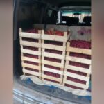 Кыргызстан поставил первые партии свежих ягод в Тюменскую область