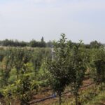 Кыргызстан стимулирует агросектор: что означает запрет на импорт саженцев