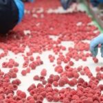 Агросектор Кыргызстана: государство выделит 20 млрд сомов на поддержку бизнеса