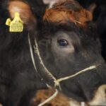 Агросектор Кыргызстана: высокая стоимость продукции как стимул для инвестиций